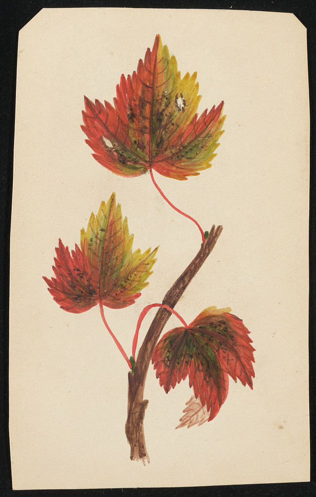 [Color drawing of a branch with three leaves on carte de visite mount], 1860 (Library of Congress)