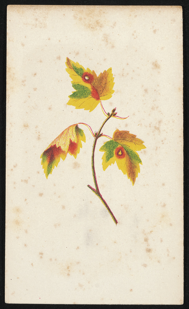 [Color print of a branch with three leaves on carte de visite mount], 1860 (Library of Congress)