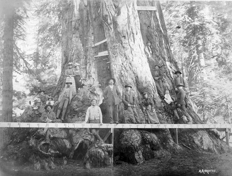 Family Photo in front of Giant Sequoia, 1901 (Internet Archive)