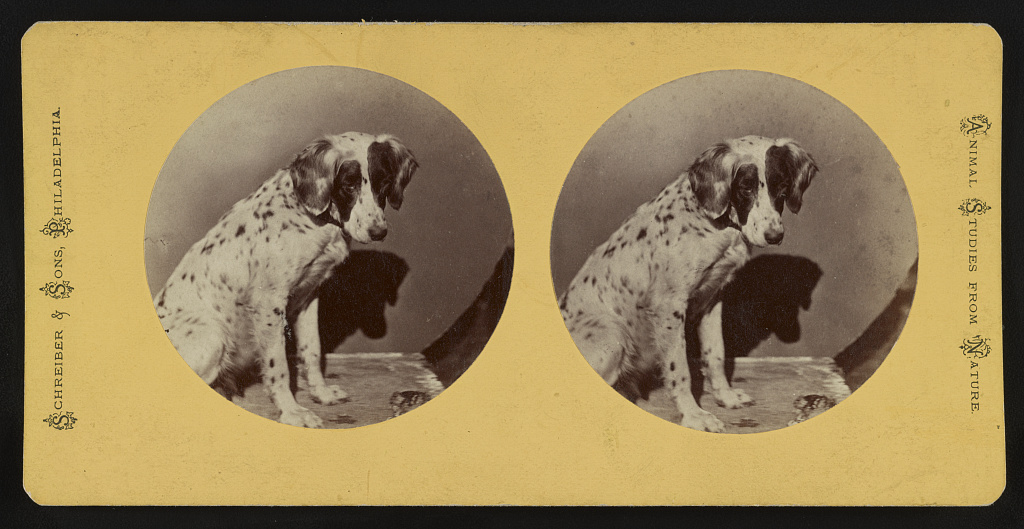 [Portrait of a dog], 1870 (Library of Congress)