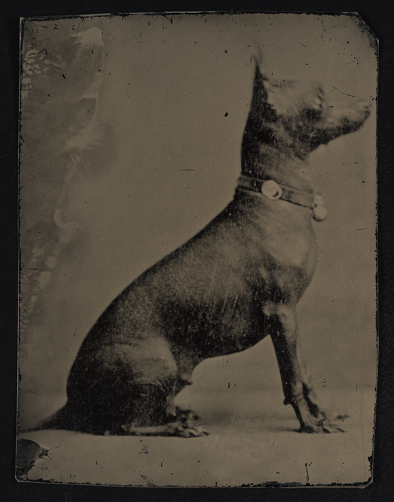 [Portrait of dog, seated, facing right], 1860 (Library of Congress)
