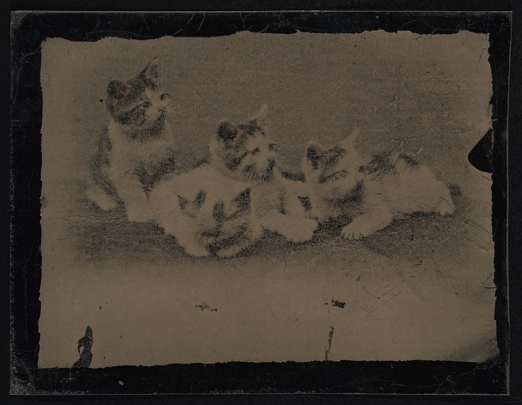 [Portrait of four kittens], 1860 (Library of Congress)
