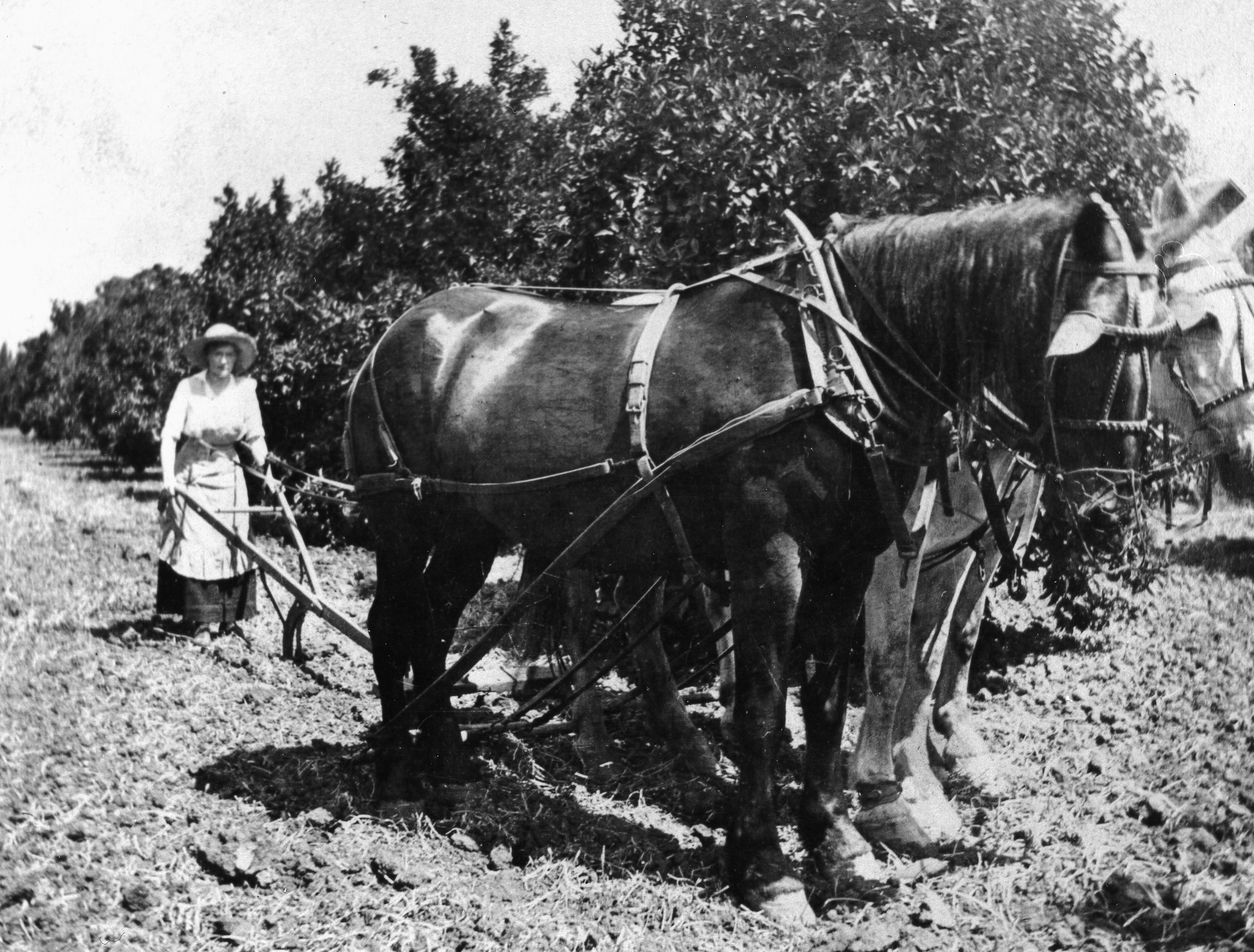 Shades of Whittier - Plowing, 1910 (Internet Archive)